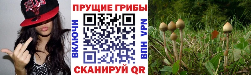 где купить наркоту  Западная Двина  Галлюциногенные грибы Psilocybine cubensis 
